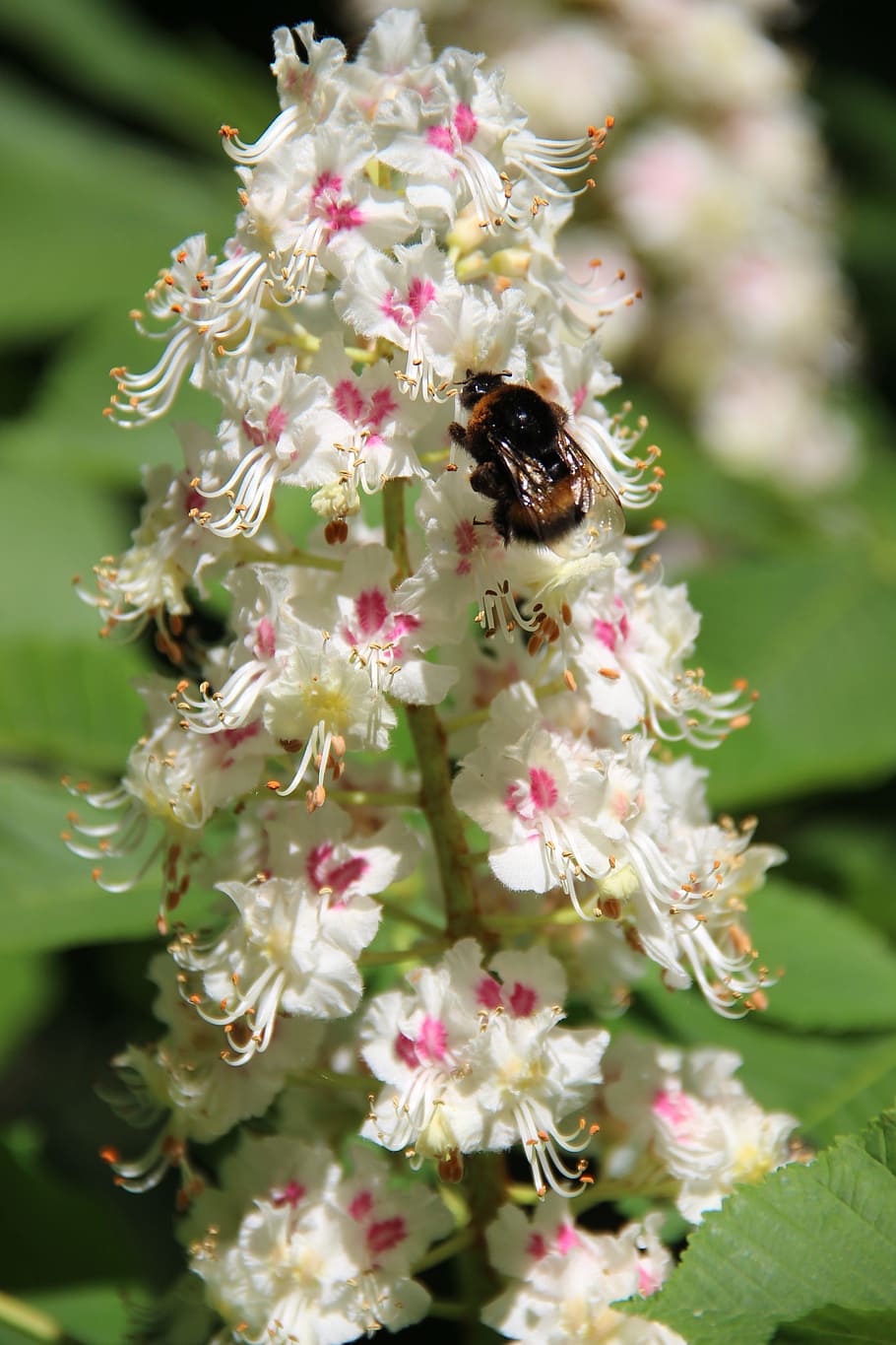 Bumble-Bee, Chestnut, Pohon Berbunga, bunga, serangga, satu hewan, tema hewan, lebah, hewan di alam liar, tanaman berbunga