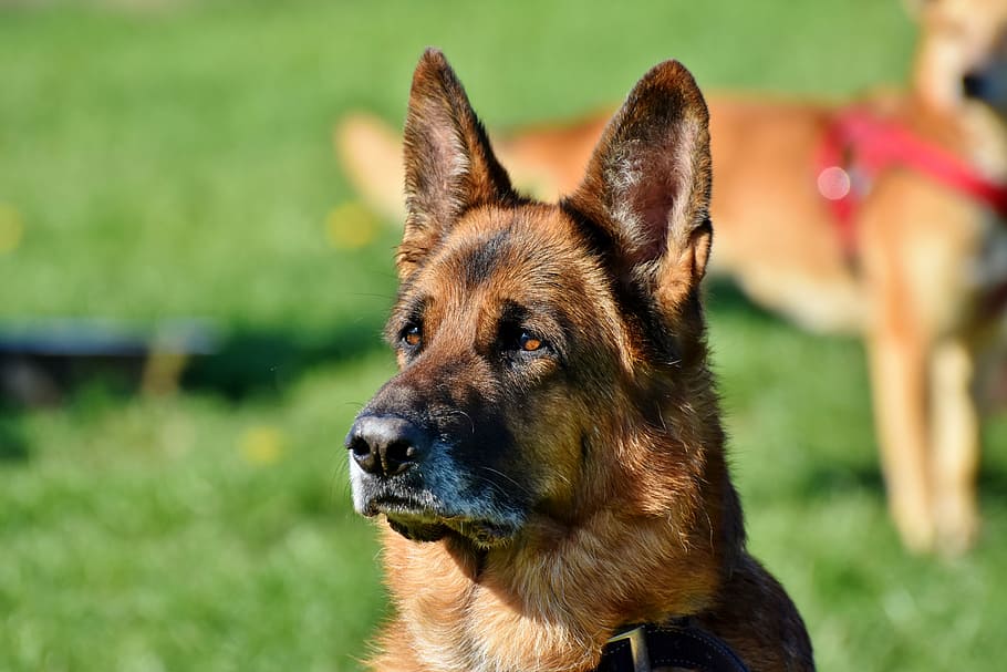 seletiva, fotografia de foco, adulto, preto, bronzeado, pastor alemão, cão schäfer, cão de guarda, cão, cabeça de cachorro