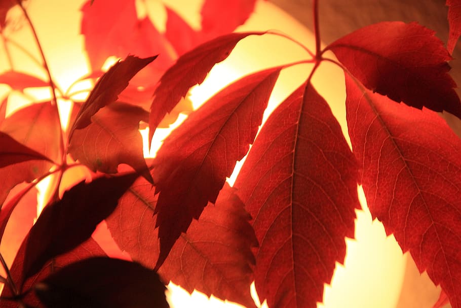 red leaves, autumn, leaves, discoloration, vine, autumn mood, leaf, red, close-up, plant part