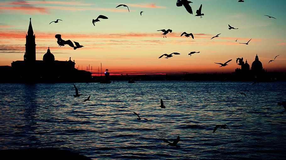 Deleted, Wrong, Crap, sunset, silhouette, water, large group of animals, sea, flock of birds, vertebrate