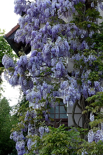 垂れ下がる花写真 Pxfuel