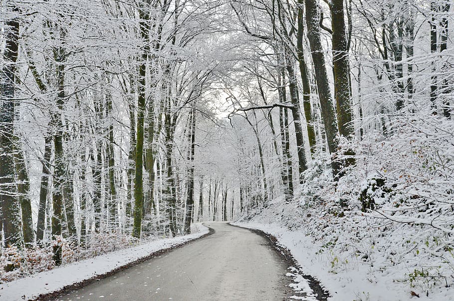 hutan, salju, musim dingin, bersalju, jalur hutan, alam, pohon, dingin, luxembourg, menanam