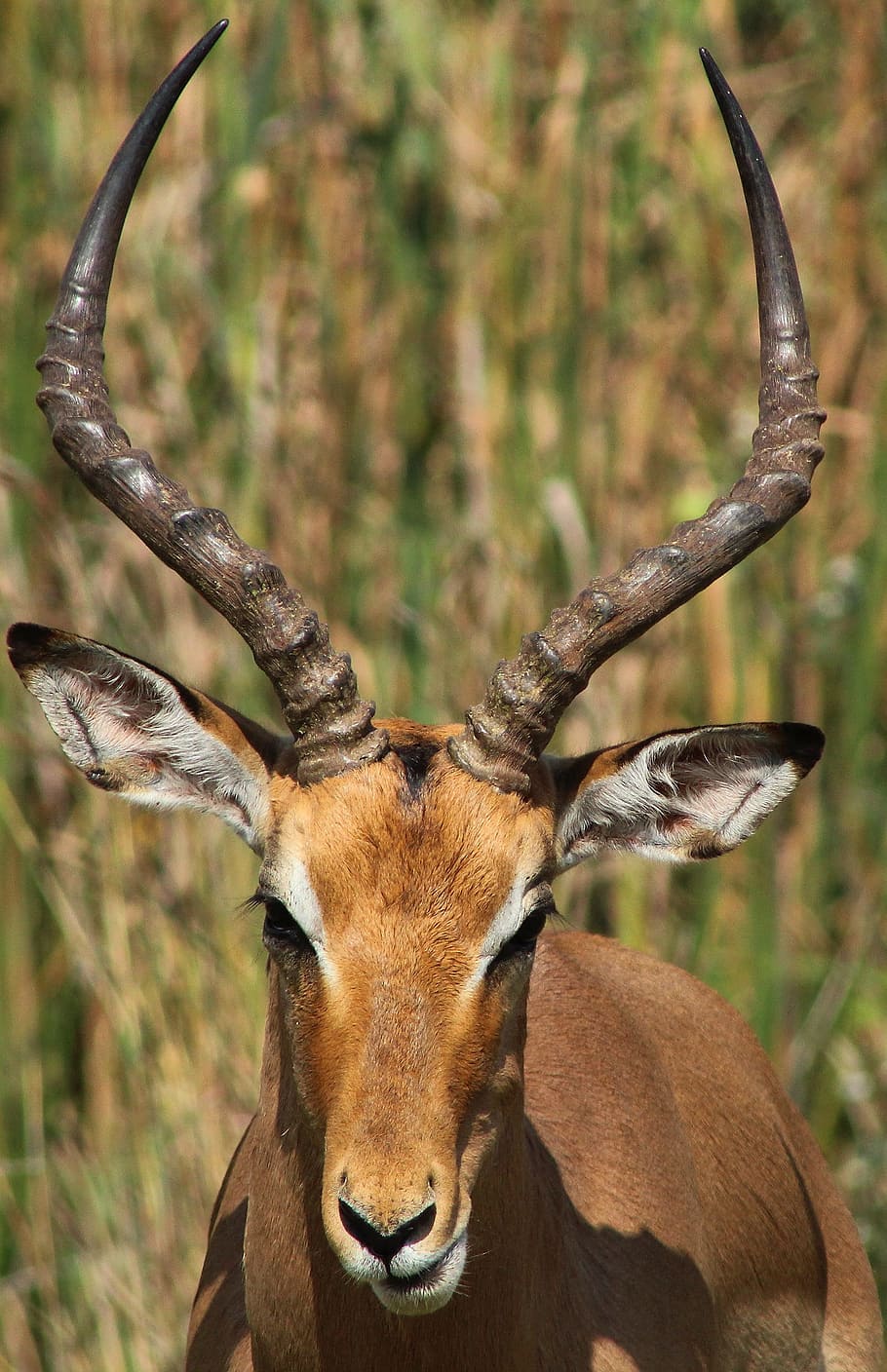 impala, antelope, buck, animal themes, animal wildlife, animal, one animal, mammal, animals in the wild, horned