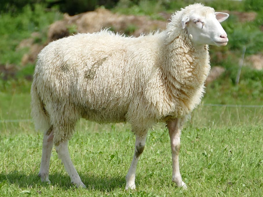 sheep, wool, sheepskin, domestic animals, livestock, animal, animal themes, mammal, domestic, pets