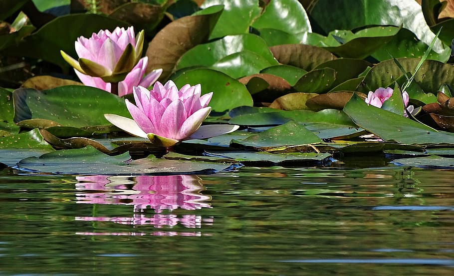 charco, loto, flor, lirio, lirio de agua, lago, planta floreciendo, agua,  belleza en la naturaleza, hoja | Pxfuel