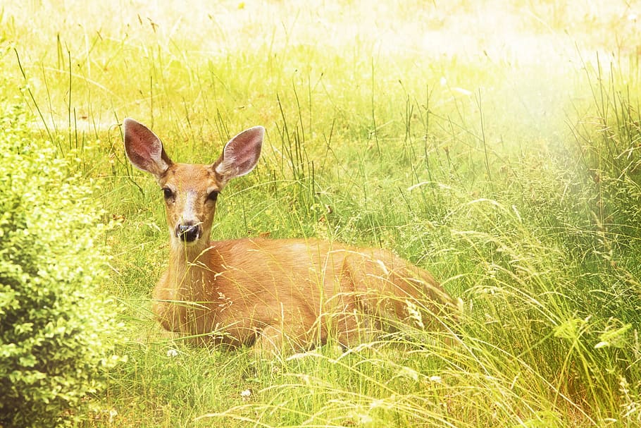 marrón, ciervo, tendido, verde, campo de hierba, durante el día, ciervo marrón, hierba verde, amarillo, naturaleza