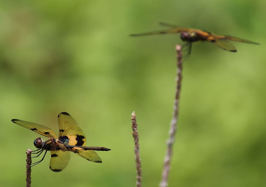 dragon fly, yellow dragon fly, onam dragon fly, kerala nature, kerala beauty, kerala green, nature, india, environment, kerala