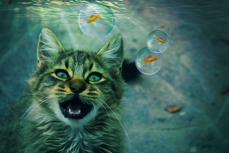 gris, atigrado, gato, pescado, bajo el agua, animal, fantasía, sueño, mundo de los sueños pez dorado, soplar