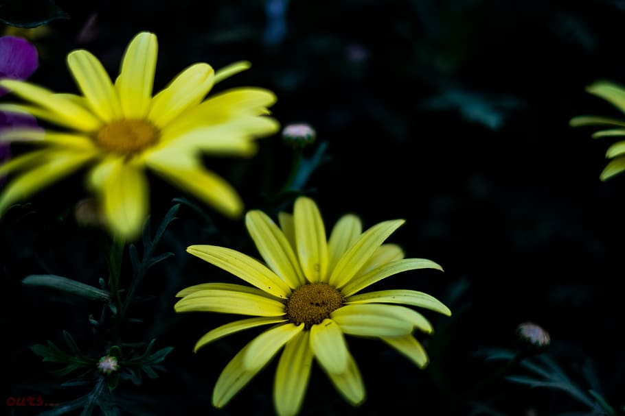 bit, closer, shallow, focus, flowers, flowering plant, flower, yellow, vulnerability, plant
