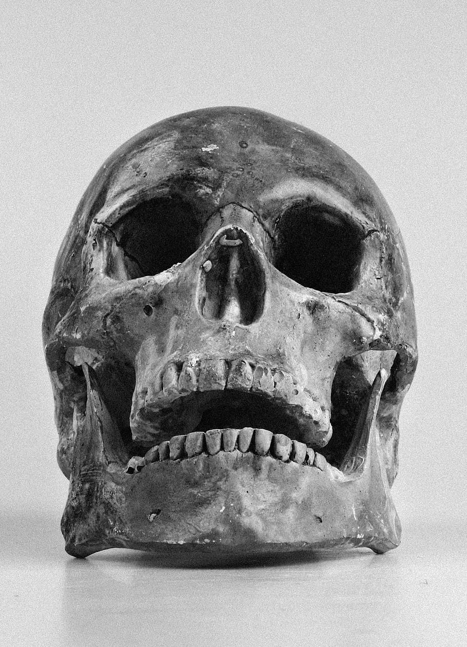 skull, color, teeth, human Skull, black And White, human Bone, concepts And Ideas, people, studio shot, human skeleton