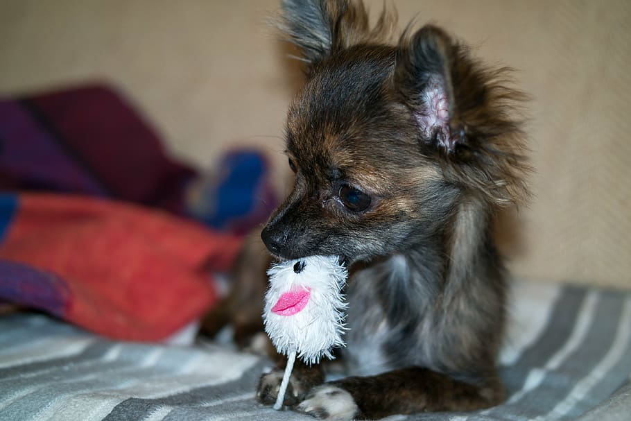 chihuahua, dog, puppy, baby, toys, dog toy, play, young, cute, chiwawa