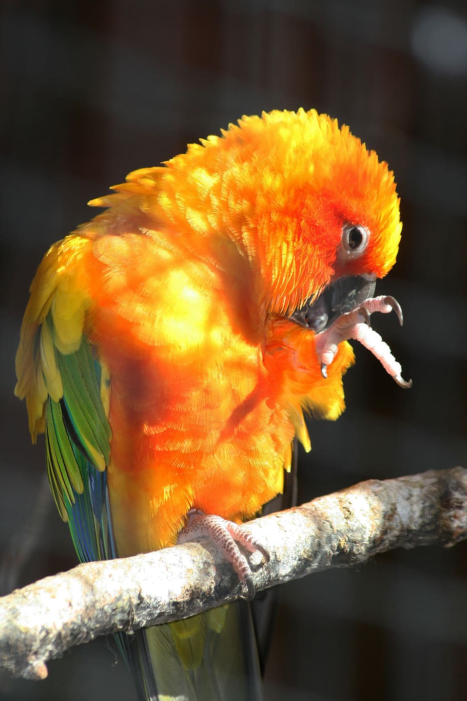 papagaio, pássaro, fechar se, animais selvagens, natureza, jardim zoológico, colorido, penas, empoleirado, bico
