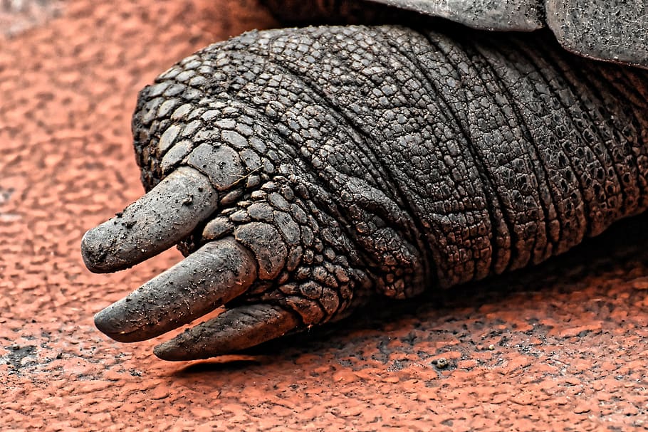 giant tortoises, foot, rear, animals, panzer, zoo, turtle, tortoise, reptile, tortoise shell