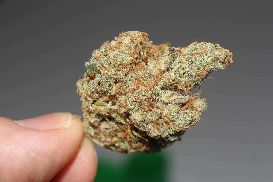 person, holding, green, kush, weed, cannabis, marijuana, stoner, pot, 420