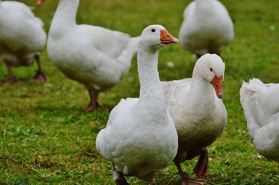 geese, white, cute, plumage, animal, domestic goose, nature, poultry, livestock, meadow