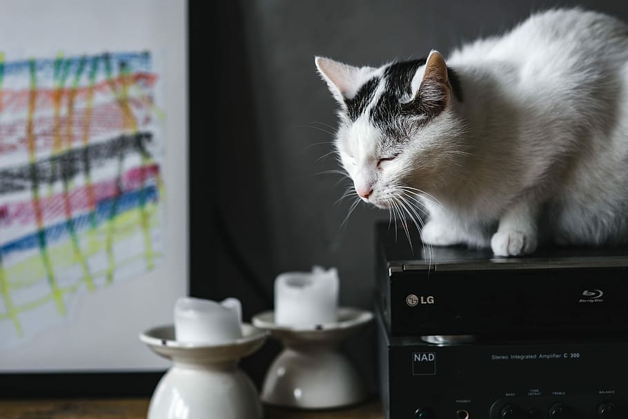 портрет кошки, кошка, портрет, домашнее животное, животное, домашняя кошка, технология, домашние животные, в помещении, кошачья