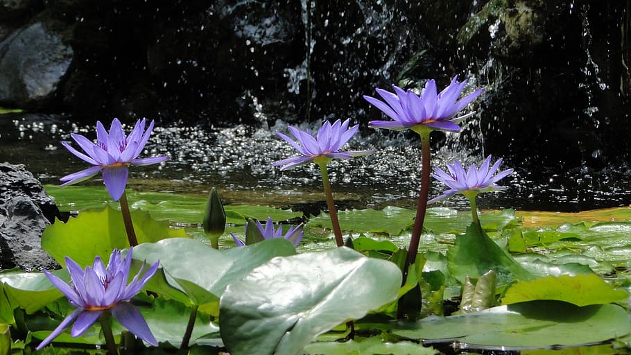 bunga, lotus, musim panas, sejuk, tanaman berbunga, air, kerentanan, tanaman, kerapuhan, keindahan di alam