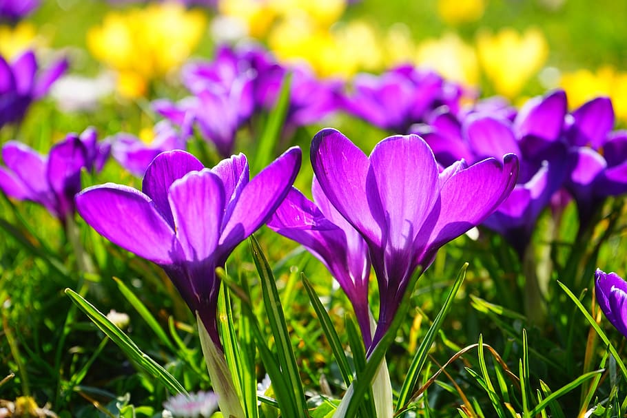 bunga ungu petaled, crocus, bunga, musim semi, bhen, ungu, mekar, bunga musim semi, tanaman berbunga, tanaman