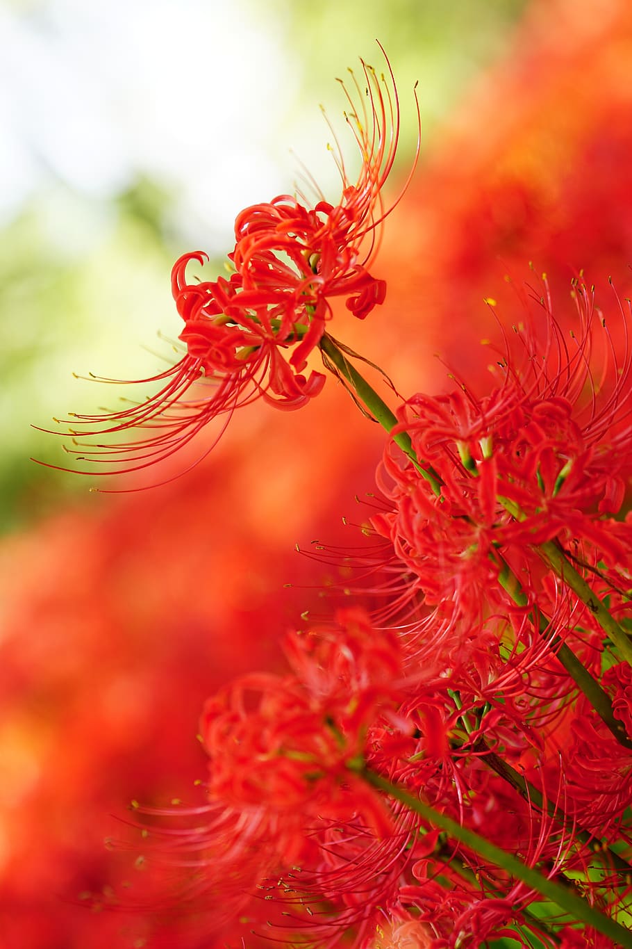 amaryllis, amaryllidaceae, spider lily, red flowers, higanbana, red, close-up, plant, beauty in nature, freshness