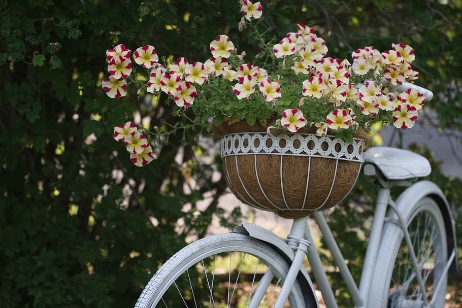 velho, bicicleta, flores, retro, decoração, cesta, flor, vintage, ao ar livre, antiguidade