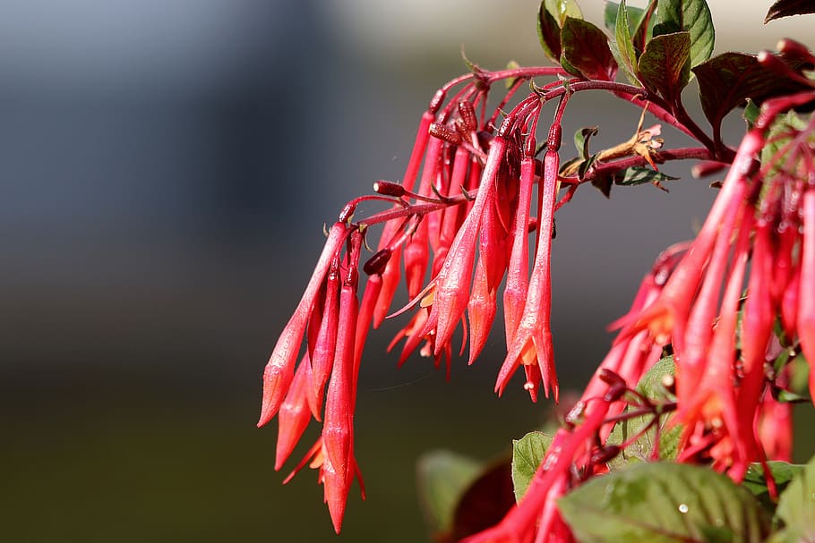 fuchsia, flowers, red, ornamental plant, close up, plant, growth, beauty in nature, close-up, flower