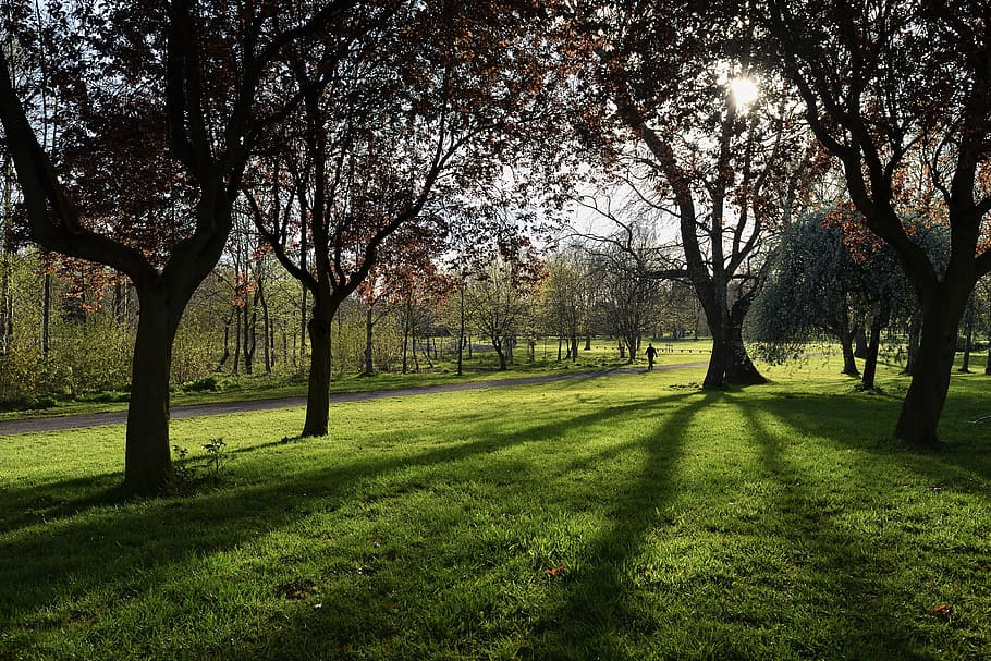 Lurgan-Irlanda del Norte, Irlanda, parque, árbol, el sol, hierba, color verde, naturaleza, golf, luz solar