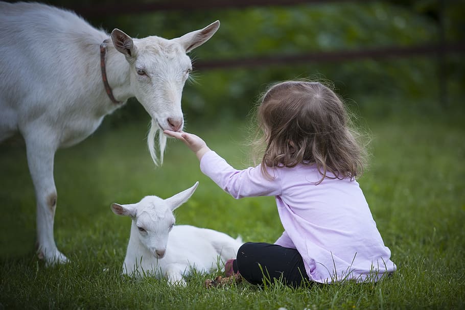 toddler, wearing, pink, sweatshirt, feeding, white, goat, kid, animal, goats