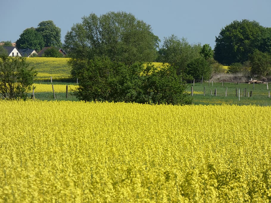 field of rapeseeds, spring, sun, landscape, blossom, bloom, plant, tree, growth, field