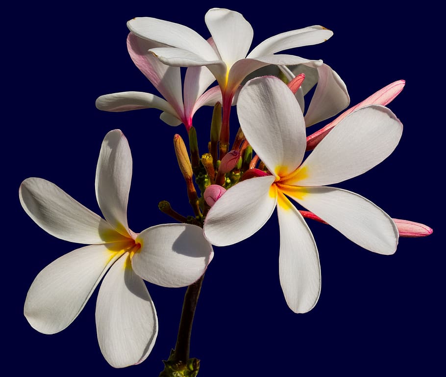 Flor ornamental, flor, blanco, amarillo, frangipani, plumeria, blanco amarillo, frangipandi, flor de cebo, árbol del templo