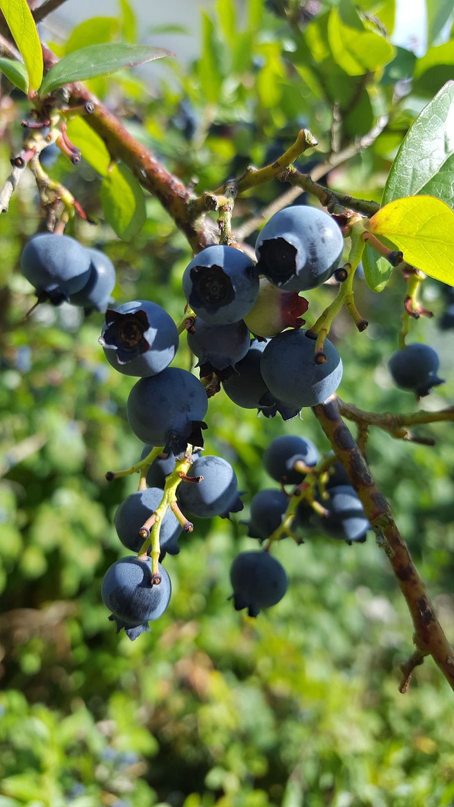 blueberries, soft fruit, summer fruits, harvest, fruit, healthy eating, growth, plant, food and drink, berry fruit
