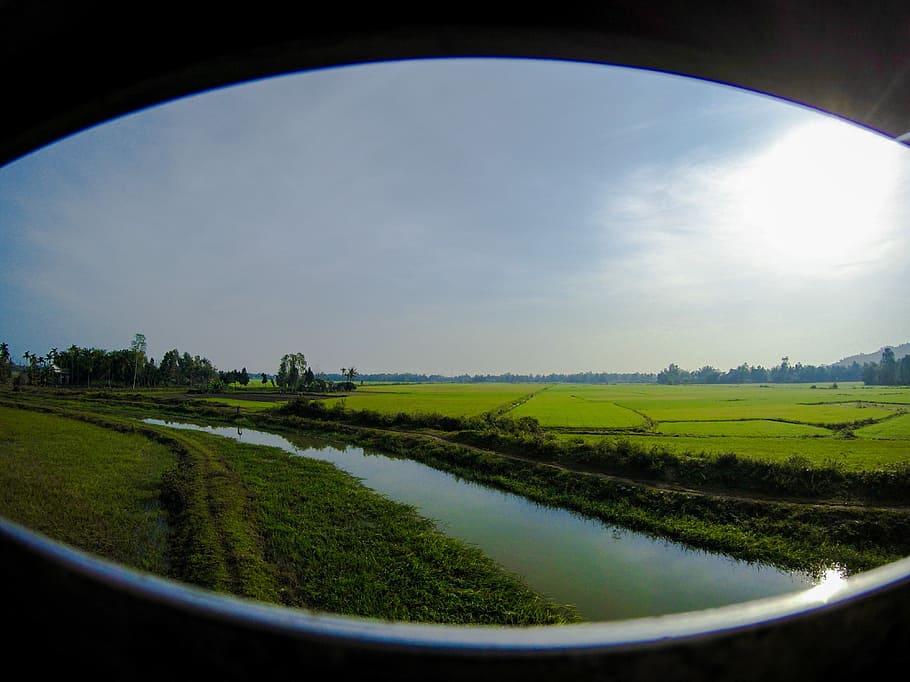 Vietnam, Train Ride, Rice Paddy, rice, environment, green, field, sun, sunshine, through window