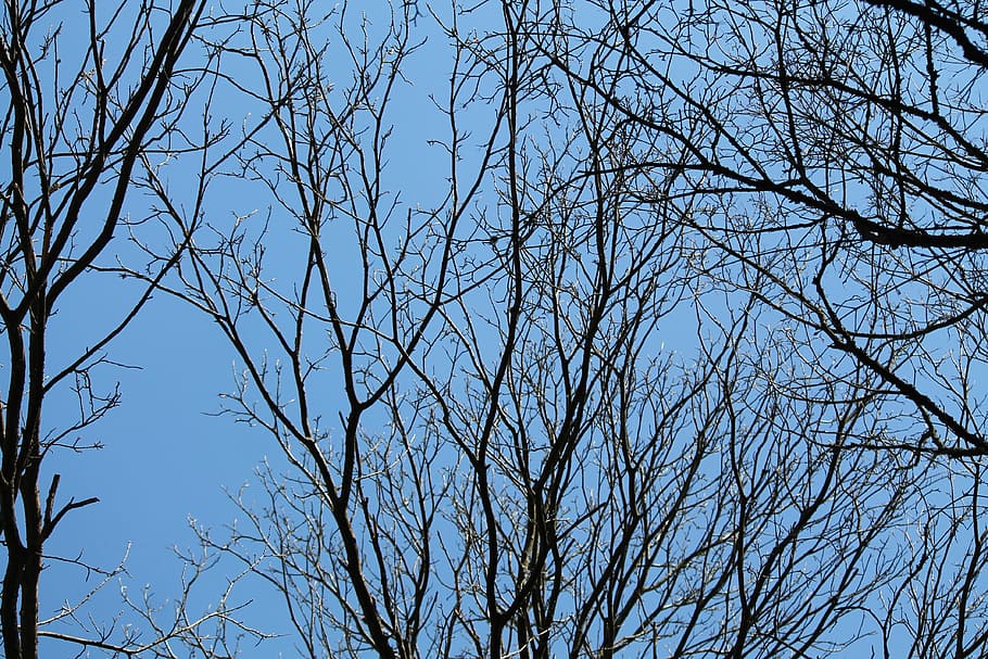 azul, árboles, cielo, naturaleza, estética, invierno, ramas, silueta, fondo, negro