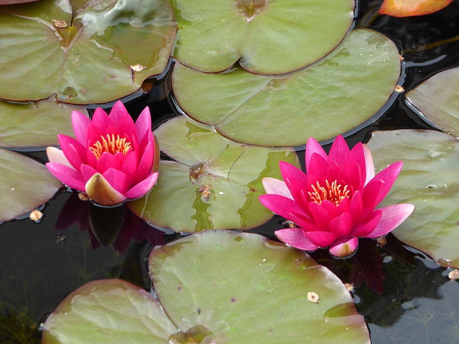 water lily, plant, aquatic plant, pond, lily pond, flower, water, lake ...