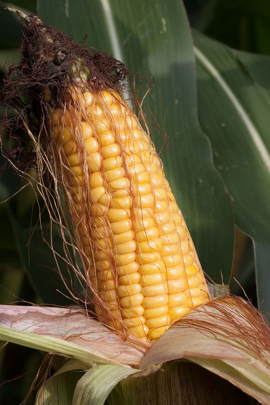 corn on the cob, corn, zea mays, cereals, food, autumn, kukuruz, culture of maize, ripe, public record
