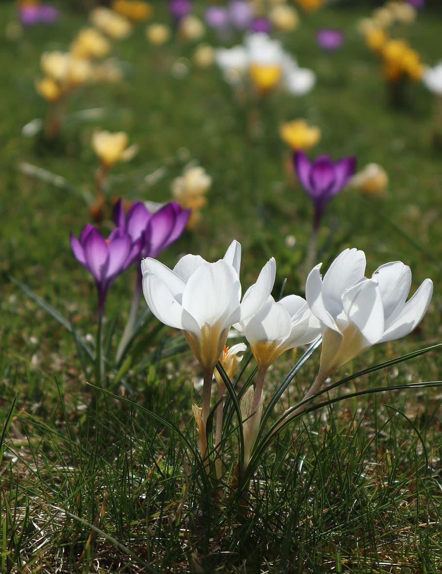 the beginning of spring, crocus, meadow, spring, flower, flowering plant, plant, freshness, beauty in nature, vulnerability