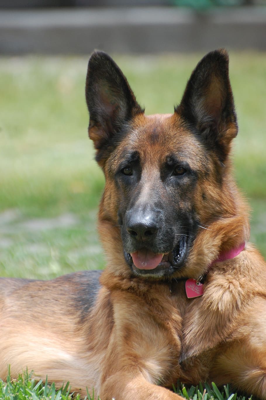 german shepherd, dog, large, animal, canine, companion, purebred, pet, furry, breed