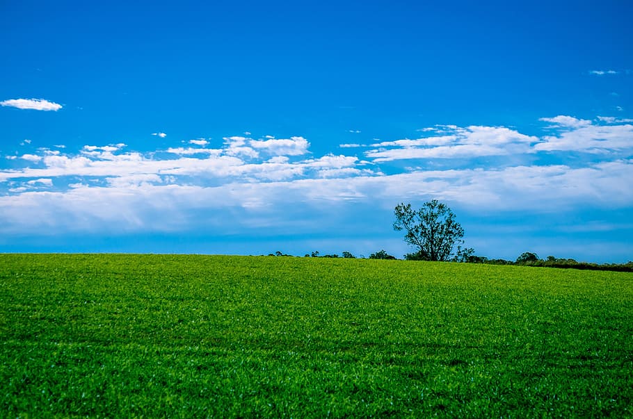 緑, 芝生のフィールド, 雲の背景, 風景, 草, 空, フィールド, 田舎, 雲-空, 環境