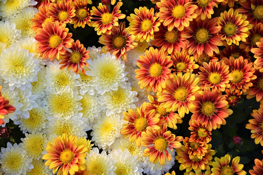 flat, lay, photography, sun flowers, flower, chichewa live, vivid color, flowers, chrysanthemum, natural colors