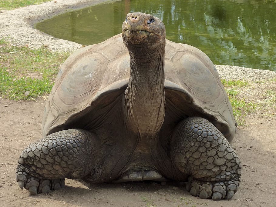 tartaruga marrom, tartaruga gigante, na posição vertical, de frente, pescoço longo, carapaça, réptil, animal, papel de parede, temas animais