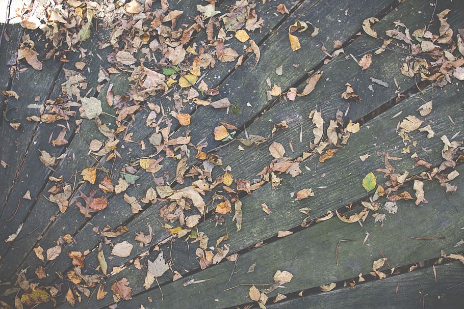 wood, deck, leaves, autumn, fall, nature, outdoors, plant part, leaf, change