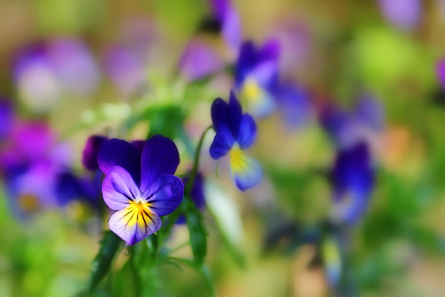 400–500, flowers, pansy, plant, garden, spring, close up, violet, violaceae, spring flower