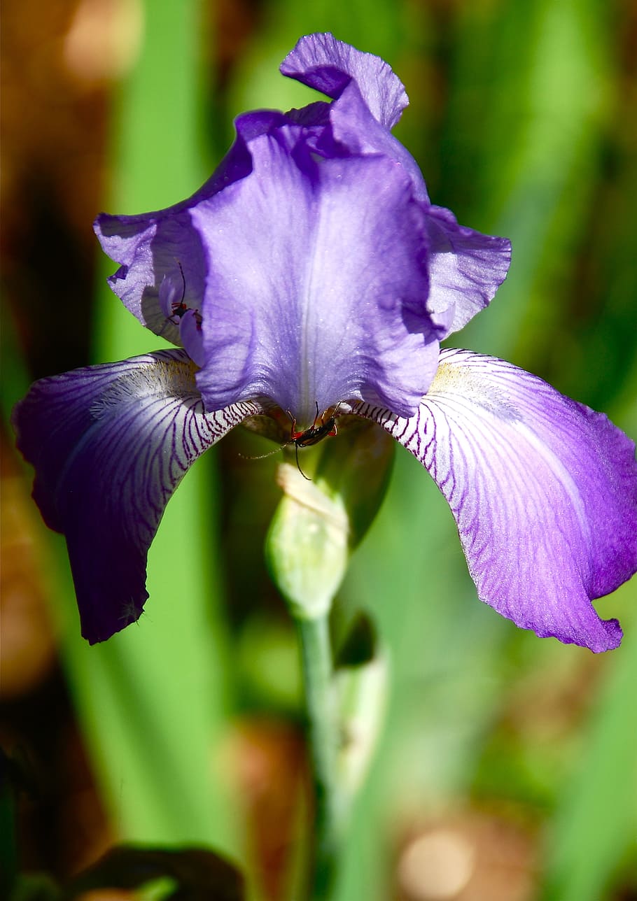 purple, iris, flower, blossom, bloom, nature, petal, botany, leaf, gardening