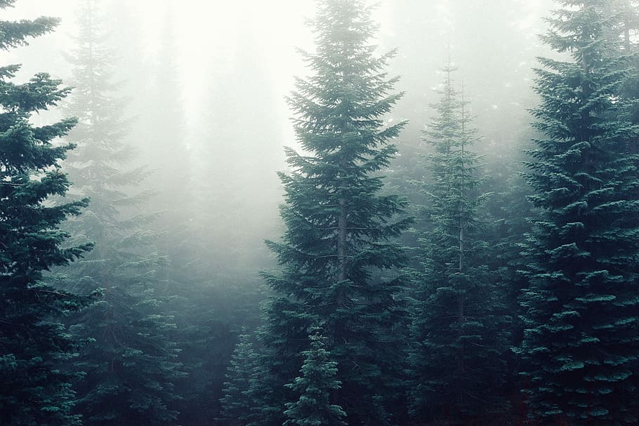 tall, green, tress, covered, fogs, black, branches, fog, forest, gray