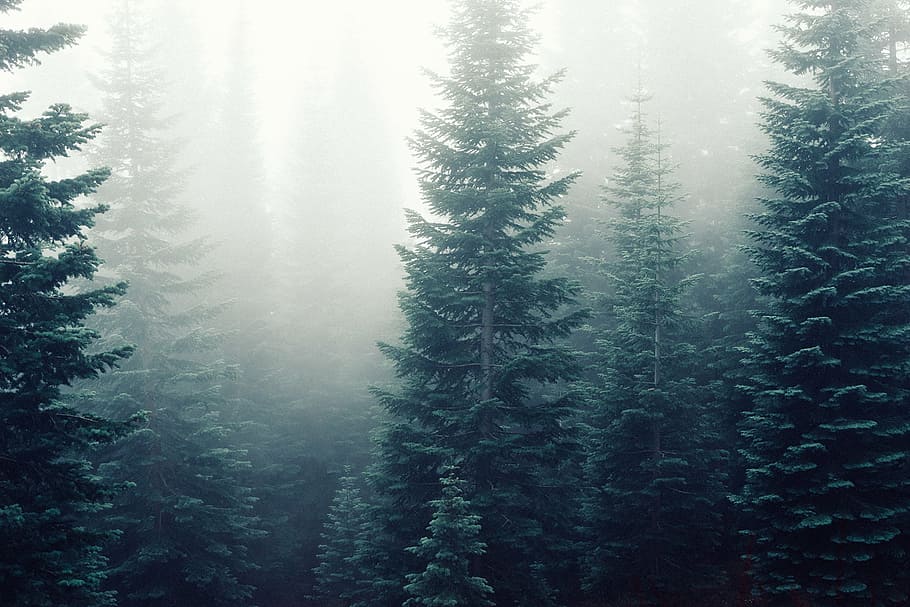 木, 覆われた, 霧, 松, 森, 緑, 自然, 人なし, 静けさ, 静かなシーン