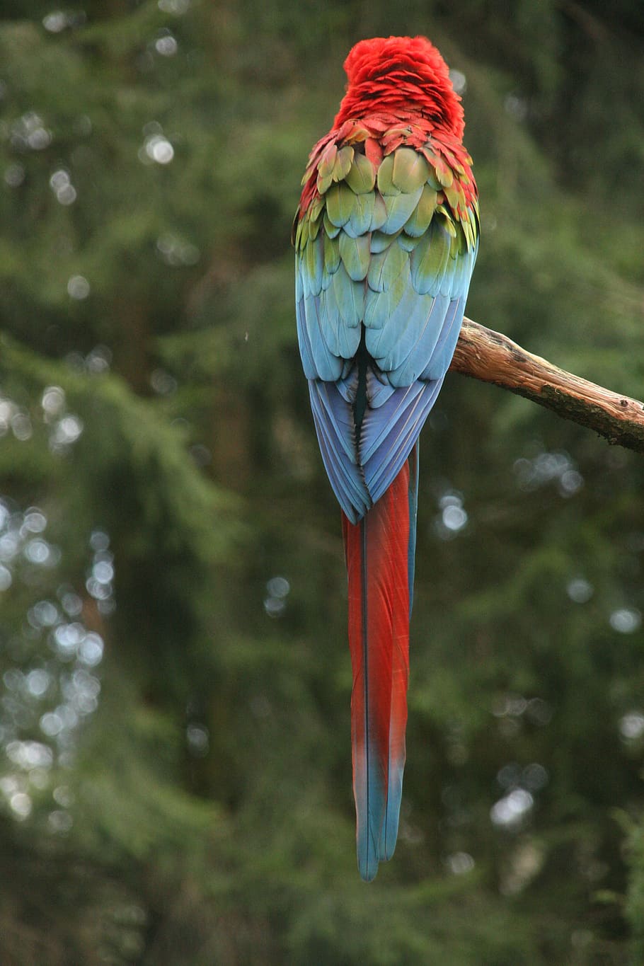parrot, bird, red, blue, green, tree-seater, nature, feathers, branch, vertebrate