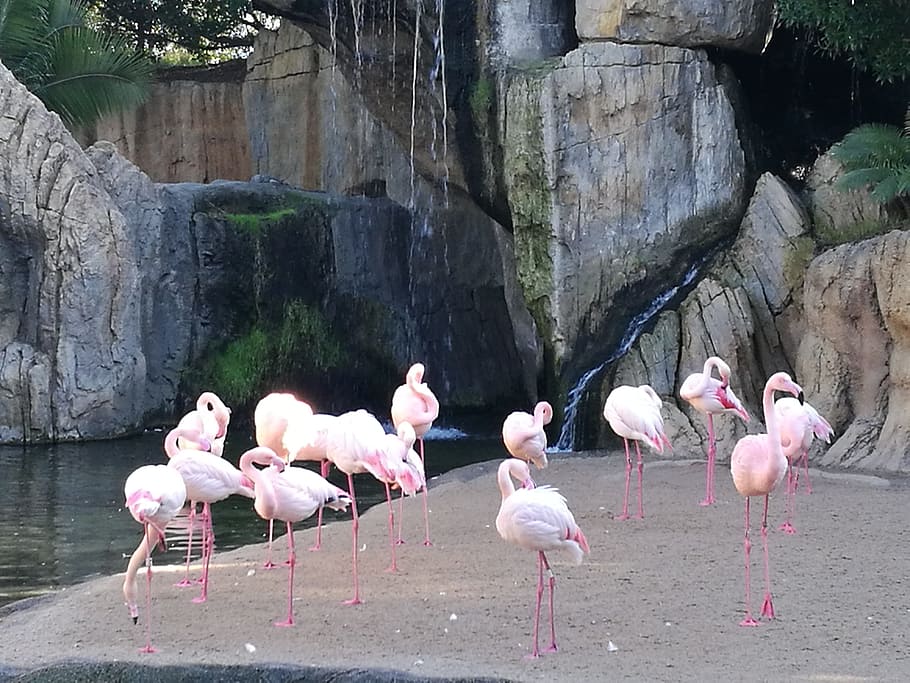 Flamingo, Bird, Waterfall, Rock, Nature, animal, wildlife, pink Color, outdoors, water