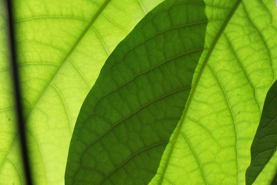 Leaves, Green, Green, Mango, Plant, Leaf, leaves, green, mango, nature, oganic, natural