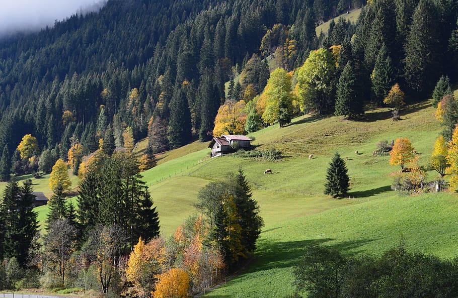 swiss alps, lauenen, bernese alps, autumn, mountain landscape, tree, plant, green color, beauty in nature, scenics - nature