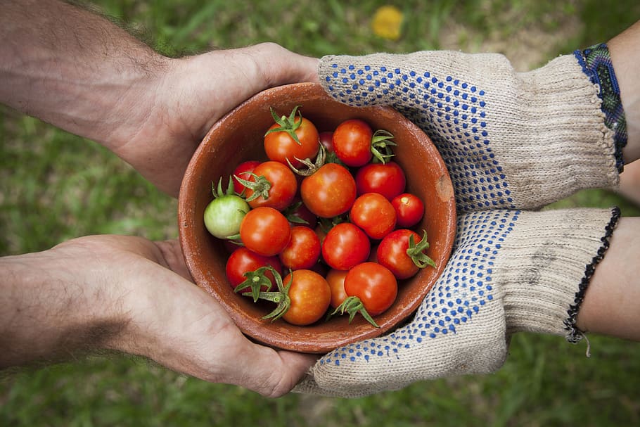 tomate, planta, colheitas, fruta, vermelho, fresco, folhas, verde, tigela, mãos