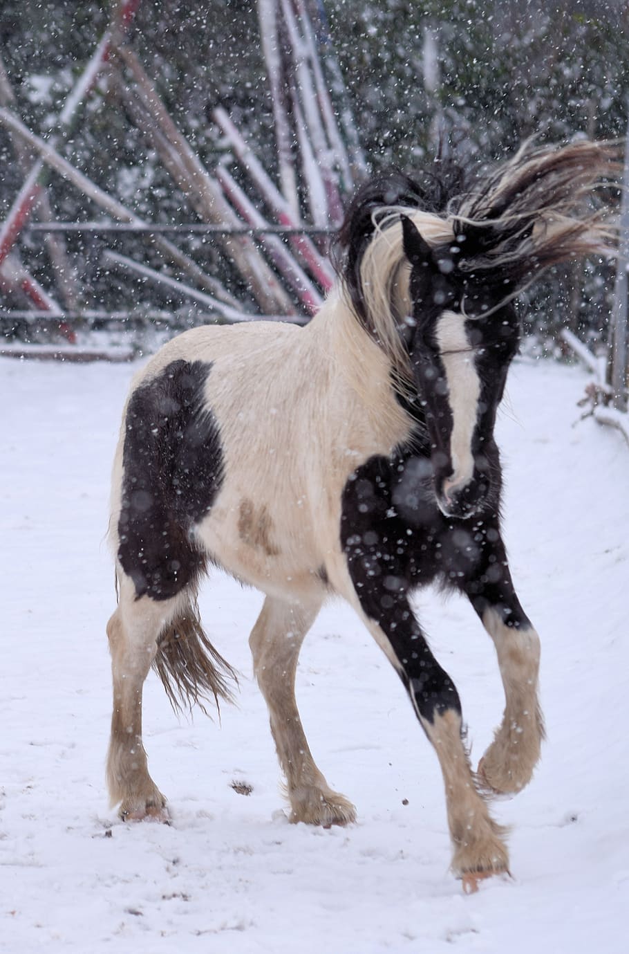horse, snow, w, winter, nature, animal, cold, white, equine, unicorn